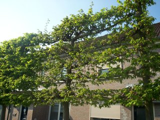 Bomen kopen | Bomen online bestellen en bezorgen | - Bomenweb.nl
