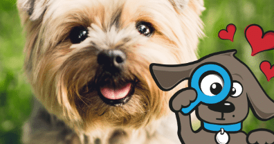 ▷ Dierenverzekering Vergelijken? Goedkope huisdierenverzekering